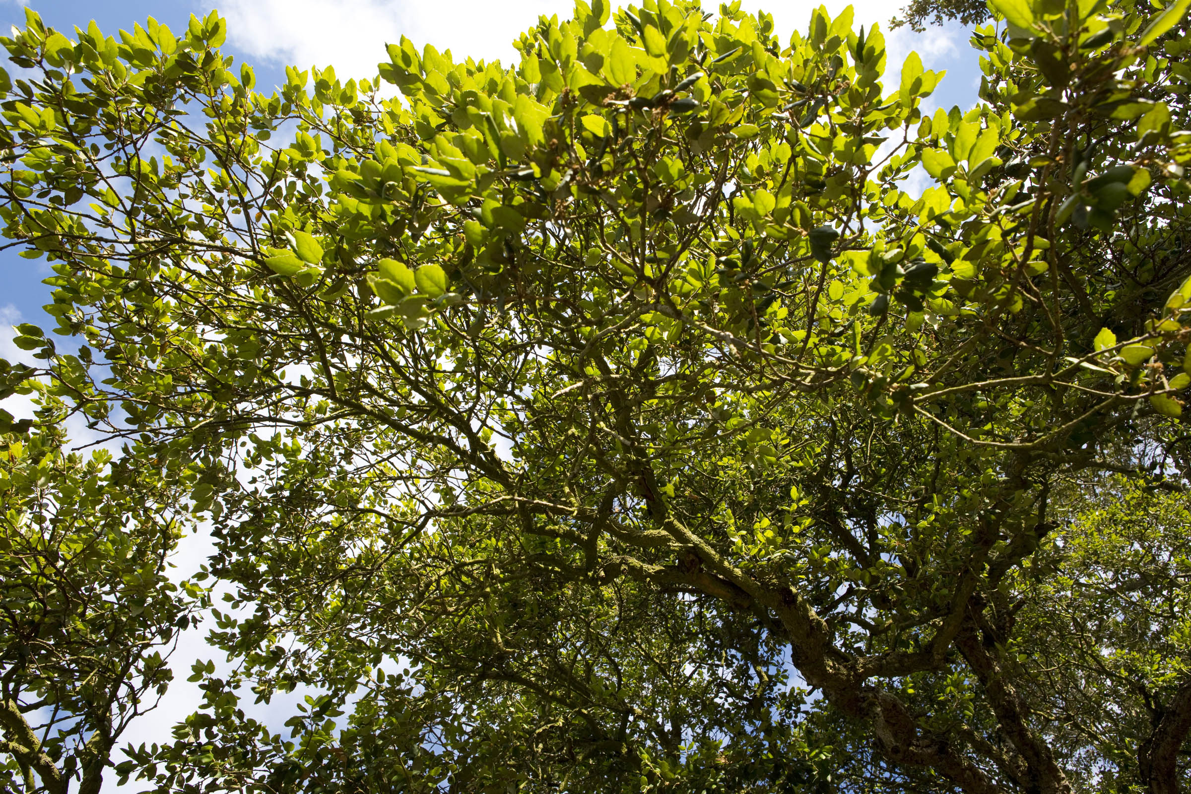 Tibidabo træer