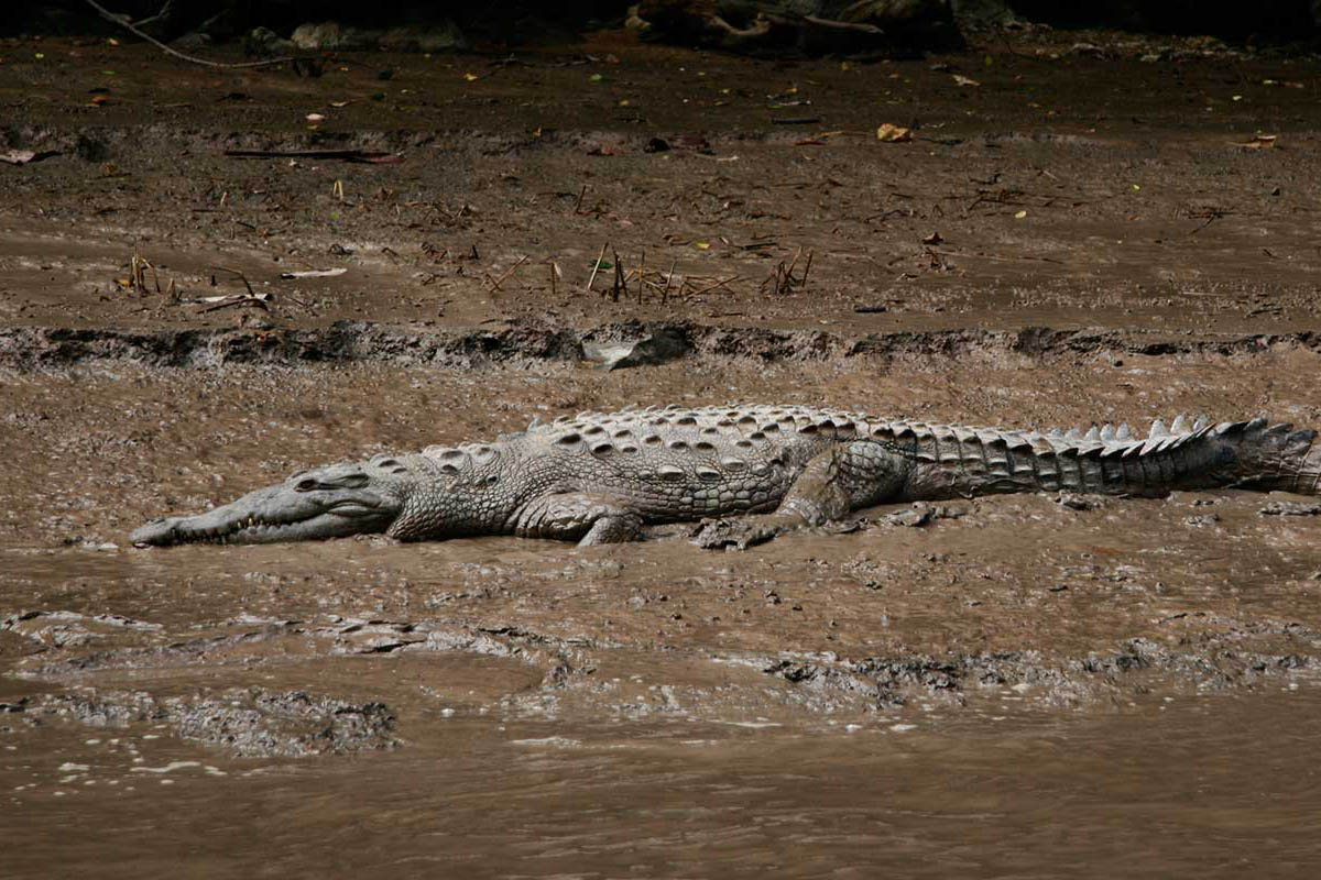 Mexico Krokodille
