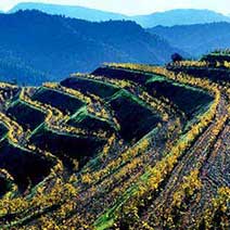 Vinområdet Priorat