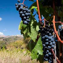 Luksus-vintur til Priorat fra Barcelona