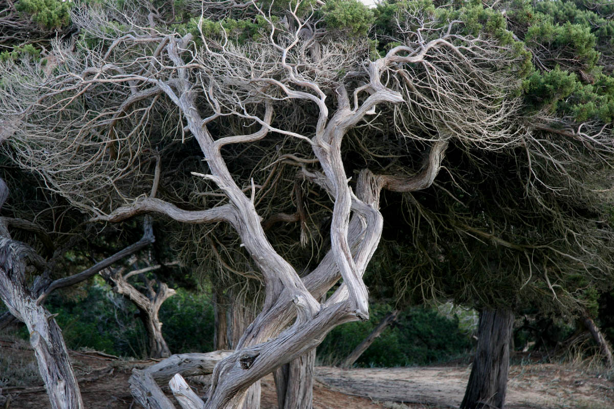 Formentera træaer