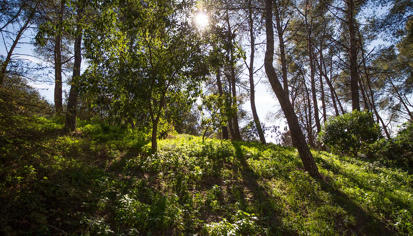 Park Guell Natur