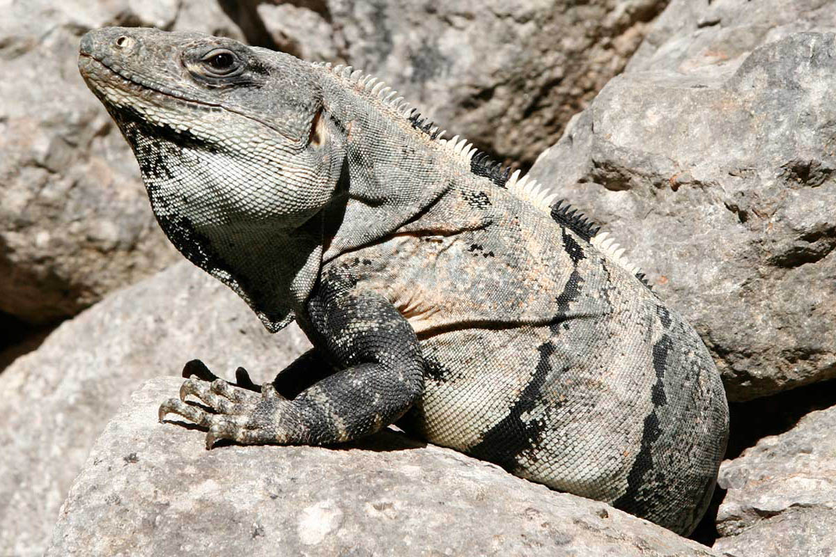 Mexico Kamæleon natur