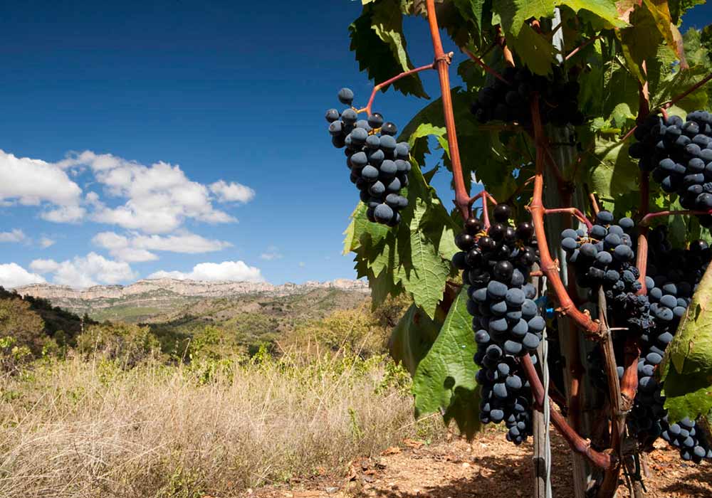 Priorat vintur